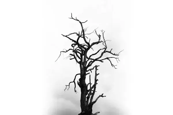 Beneath the Ceiba Tree poster